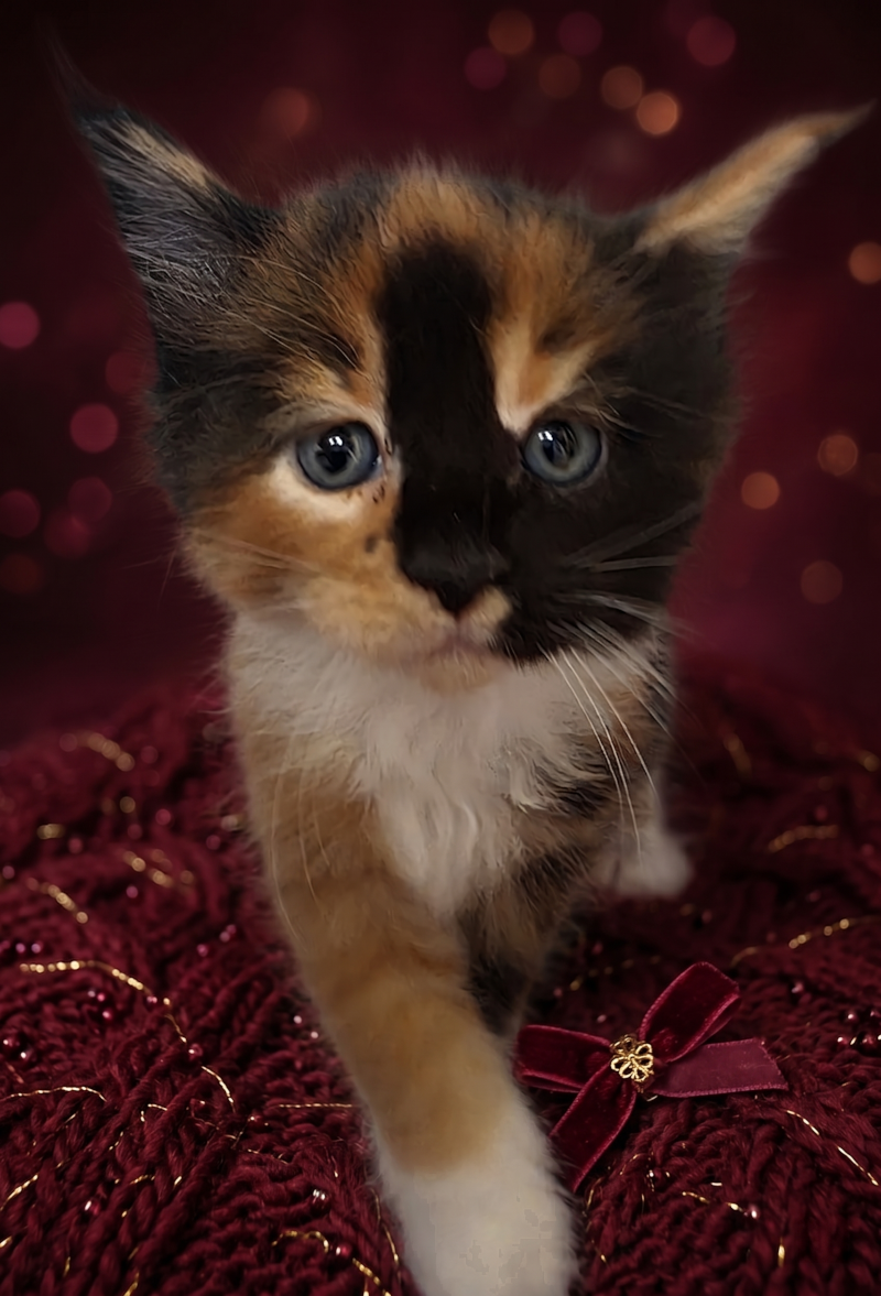 Maine Coon Katze